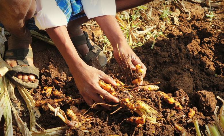 Harvesting fresh certified organic whole Turmeric, root by root.